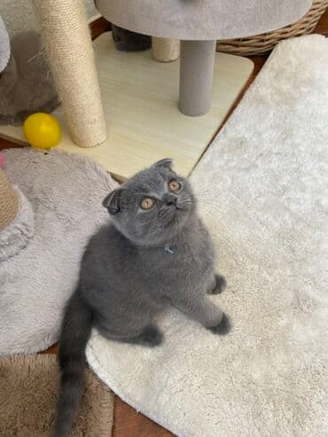 pişik şəkili: Şotland, Dişi, Erkək, Ünvandan götürmə — 9