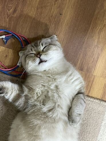 böyüməyən pişiklər: Şotland yastı qulaq — 2