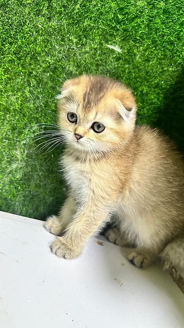 Pişiklər: Şotland — 1