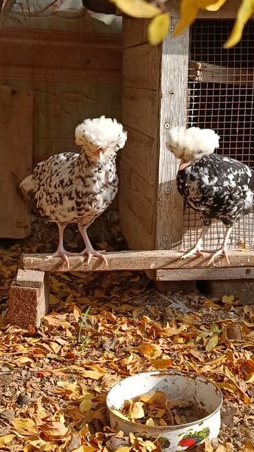 hinduşqa yumurtası: Toyuq, Yumurtalıq — 2