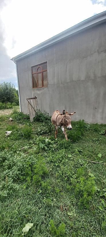 doberman erkek: Xidmət/heyvan: Eşşək Eşəy satlir xaçmazdadi Təsvir: - Saxlanılması — 3