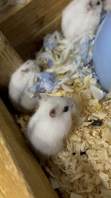 cunqarik satisi: Salam 3 dənə şirin tam sağlam təmiz 19 günlük cunqarik bala — 4