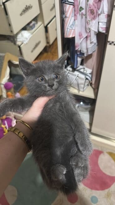 erkək pişik adları: Britan — 3