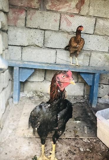 Toyuq, Damazlıq