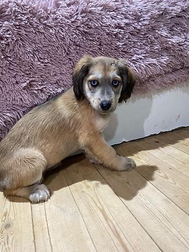 lalafo heyvanlar: 2 ay, Dişi, Peyvəndli — 3