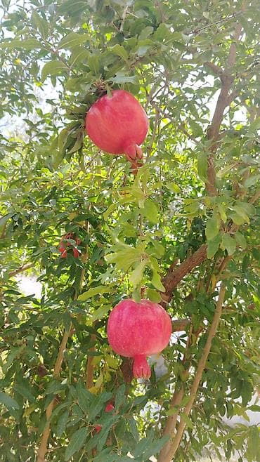 mingecevir emlak.az: 80 kv. m, 3 otaqlı, Kombi, Qaz, İşıq — 4