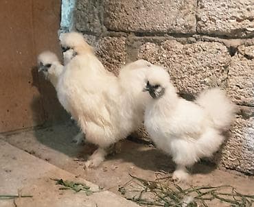 kend cuceleri: Damazlıq, Ünvandan götürmə — 6