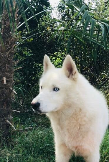 Xaski, 8 ay, Erkek, Peyvəndli, Ünvandan götürmə, Ödənişli çatdırılma lalafo.az -da Xaski, 8 ay, Erkek, Peyvəndli, Ünvandan götürmə, Ödənişli çatdırılma