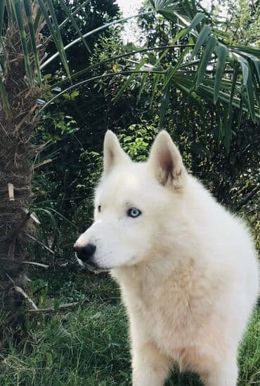 купить хаски щенка: Хаски, 8 месяцев, Самец, С прививками, Самовывоз, Платная доставка — 1