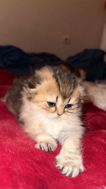 it bala: Britan, Erkək, Dişi, Yaxşı əllərə, Ünvandan götürmə, Ödənişli çatdırılma — 10