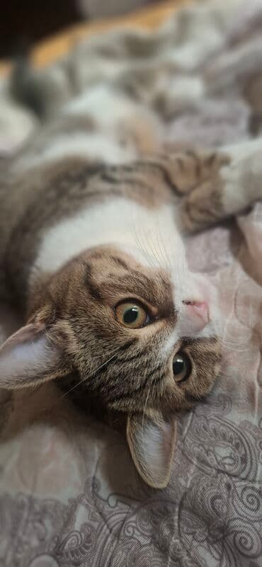 xaski iti qiymeti: Erkək — 4