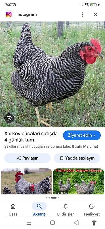 Toyuq cücələri, Ətlik lalafo.az -da Toyuq cücələri, Ətlik