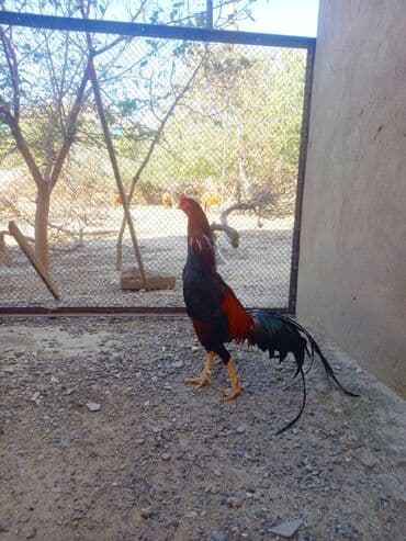 электрическая машинка для стрижки овец: Heyrati xoruz tam sağlamdir.Saray qesebesindedir — 1