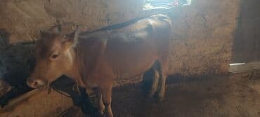 pişik balası satılır: Qiymətdə razılaşma olacağ 0707984043 — 1