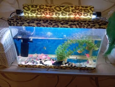 akvaryum balıqı: Akvaryum komplekti - Şüşə akvaryum, təxminən 25–35 litr (təxmini — 2