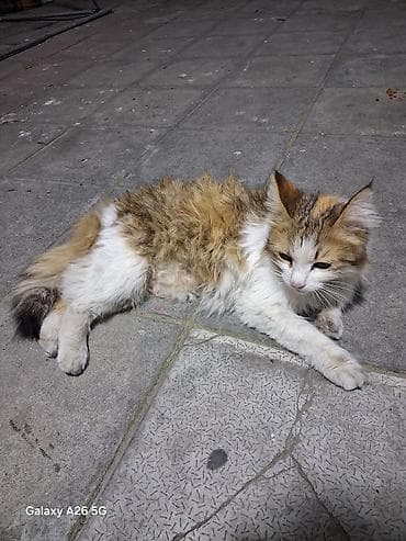 pişik latoku: Erkək, Dişi, Yaxşı əllərə, Ünvandan götürmə — 2