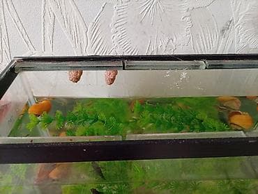 toy poodle satış: Akvaryum komplekti – canlı balıqlar və mollyuskalarla ilbiz böyük və — 3