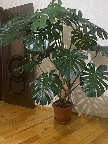 Digər bitkilər: Böyük ölçülü Monstera deliciosa (Swiss cheese plant) – dekorativ — 1