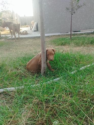 İtlər: Pitbul, 2 ay, Erkek — 2