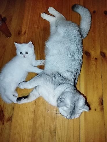 su qabi: Şotland yastı qulaq — 7