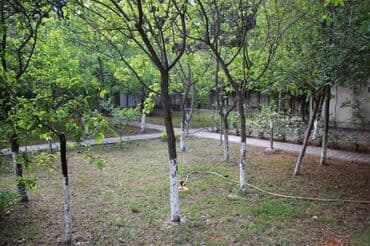 kirayə evlər 2022 bakı: Novxanıda əsas yoldan təxminən 60 metr məsafədə 17 sot torpaq — 3