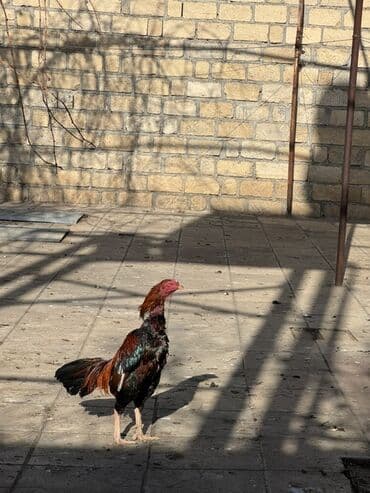 cuce satiwi: Xoruz, Heyratı, il: 2, Ünvandan götürmə — 3