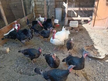 hinduska yumurtasi nece gune cixir: Dişi, Kanada, Yumurtalıq — 2