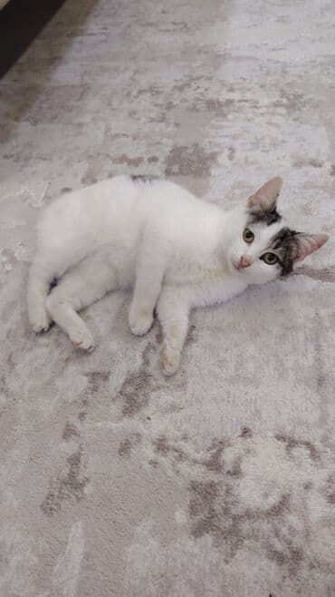 объявление про котят в баку: 3.5 ay.erkek.tertemiz ev pisiyimizin balasidir.qum terbiyesi — 4