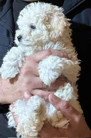 пекинес цена в баку: Пудель, 2 месяца, Самец, С прививками, Платная доставка — 3