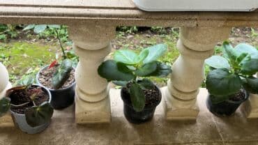 yeni il şənliyi 2022: Xalça — 56