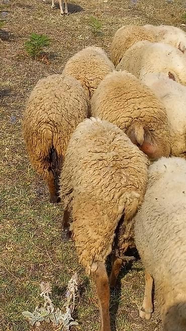 heyvanlar satışı: Quzu, Erkək, ay: 5, 28 kq, Ətlik, Ünvandan götürmə — 1