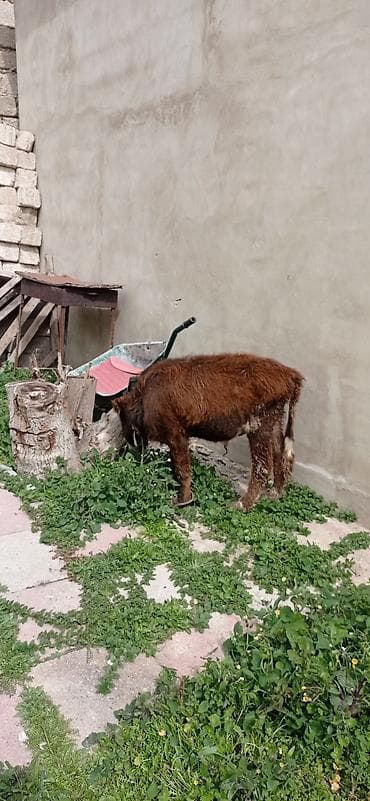 buzov satışı: Satılır: balaca dana - Cins: qarışıq (qəhvəyi bədən, ağ-al rəngli — 6