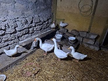 toyuq evi: Ağ ördəklər – təsərrüfat üçün hazır sürü - Növ: ağ ev ördəkləri — 2