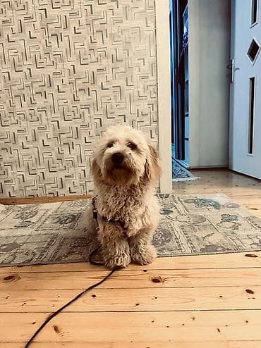 ev iti satilir: Erkek, Ünvandan götürmə — 3