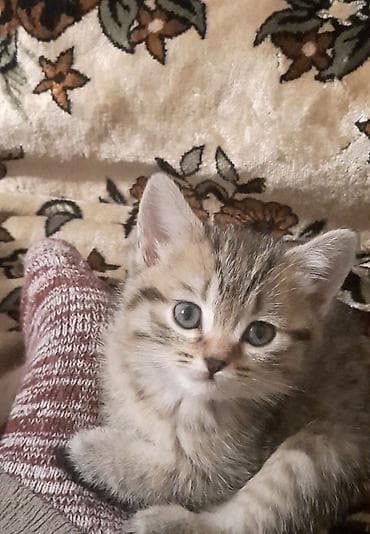 ev heyvanları: Britan — 1