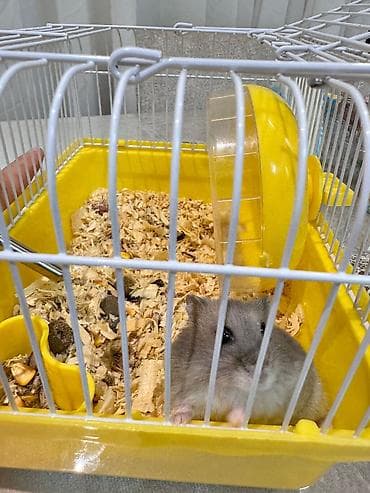 xamyak nedir: Satılır 🐹💛 Çox şirin və sağlam 1 ədəd hamster satılır. Ev şəraitində — 3