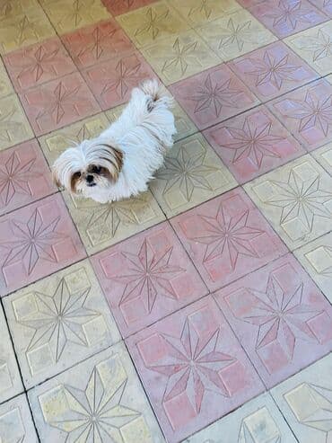 Бусы: Ши-тцу — 6