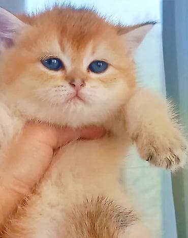 pişik cutleşdirme: Britan, Dişi, Yaxşı əllərə, Ünvandan götürmə — 2