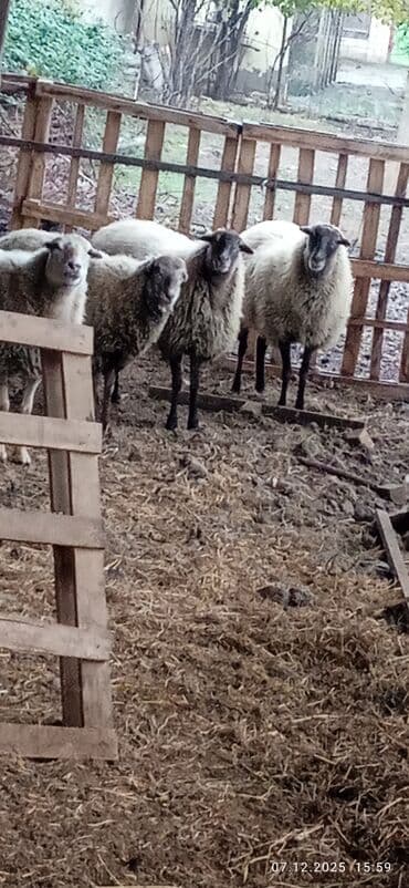 şirin dovşan şəkilləri: Qoyunlar – ana sürü - Şəkillərdə 4 baş ana qoyun görünür (qara-ağ — 4