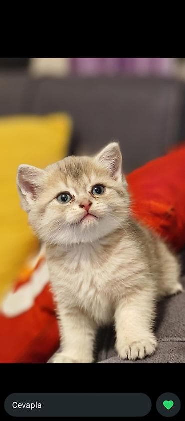 Britan, Erkək, Yaxşı əllərə, Pulsuz çatdırılma