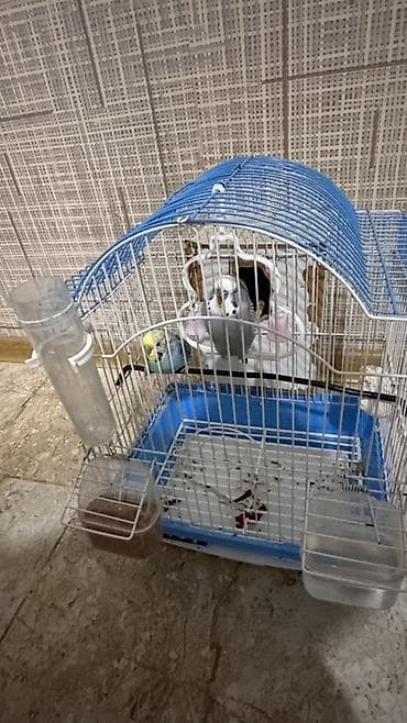 mal bazari: Dalmatin (boz-ağ) və sarı-yaşıl rəngli iki dalğıç papuqay (budgerigar) — 2