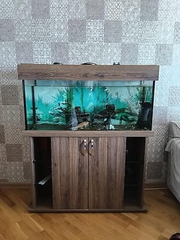 Akvarium-şkaf, Balıqlarla birlikdə, 200 l