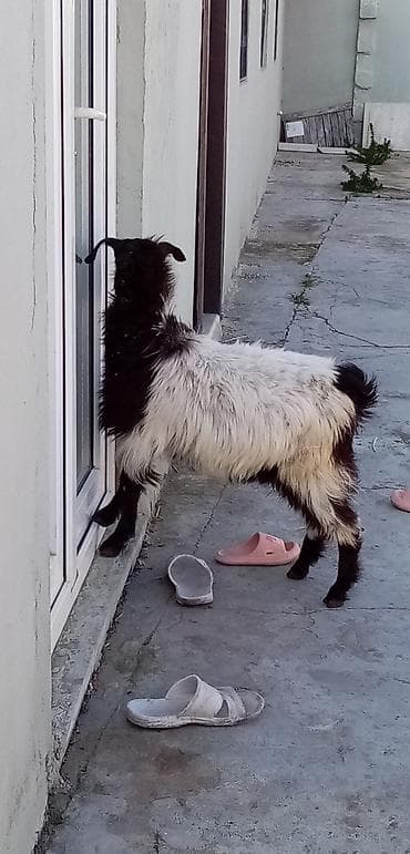 itlerin satisi 2017: Salam erkek çepişdi arpa yonca yeyen heyvandı kök çepişdi real — 4