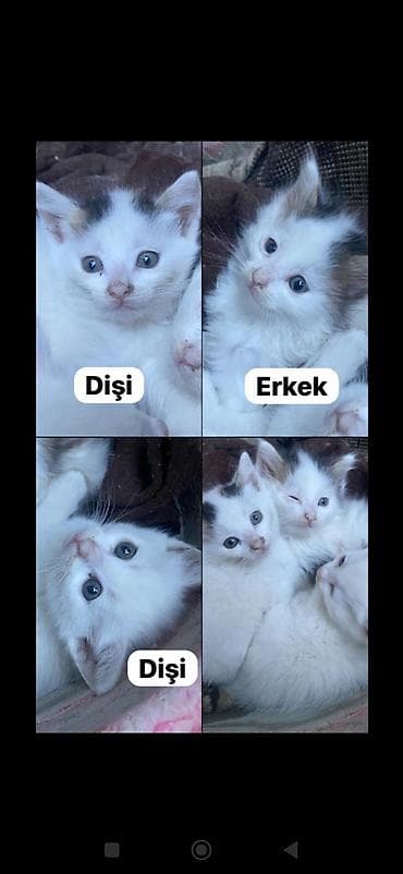 pişik geyimi: Sibir, Erkək, Dişi, Yaxşı əllərə, Ünvandan götürmə, Ödənişli çatdırılma, Rayonlara çatdırılma — 3