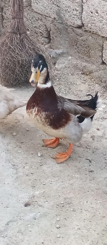 Qazlar: Erkək, Damazlıq — 7