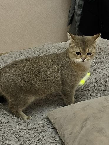 quşxana satılır: Qızıl şinşilla, Erkək — 2