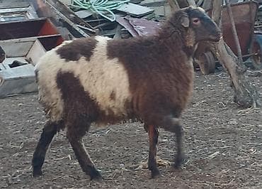 i̇t satisi: Erkəy super kök əmliy quzular satılır — 4