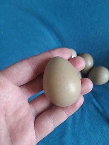 heyvanlar quşlar: Mayalı Qırqovul yumurtası. 2.50 azn — 2