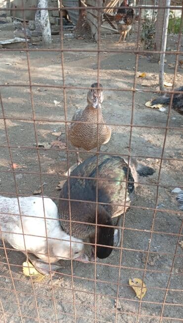 bildirçin az: Məhsul: Muskoviy (hind) ördəkləri – müxtəlif rənglərdə və yaşlarda — 5