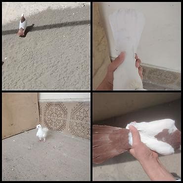 dəvəquşu yumurtası qiyməti: Goyercinler 1cutdu tam saglam yumurta verirler endirim olacaq — 1